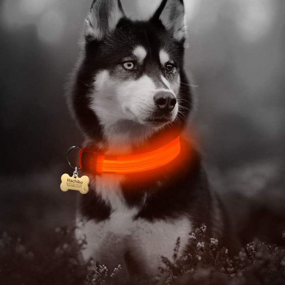 2 PCS Set Nylon LED Dog Collar| FREE SHIPPING -UNITED STATES |