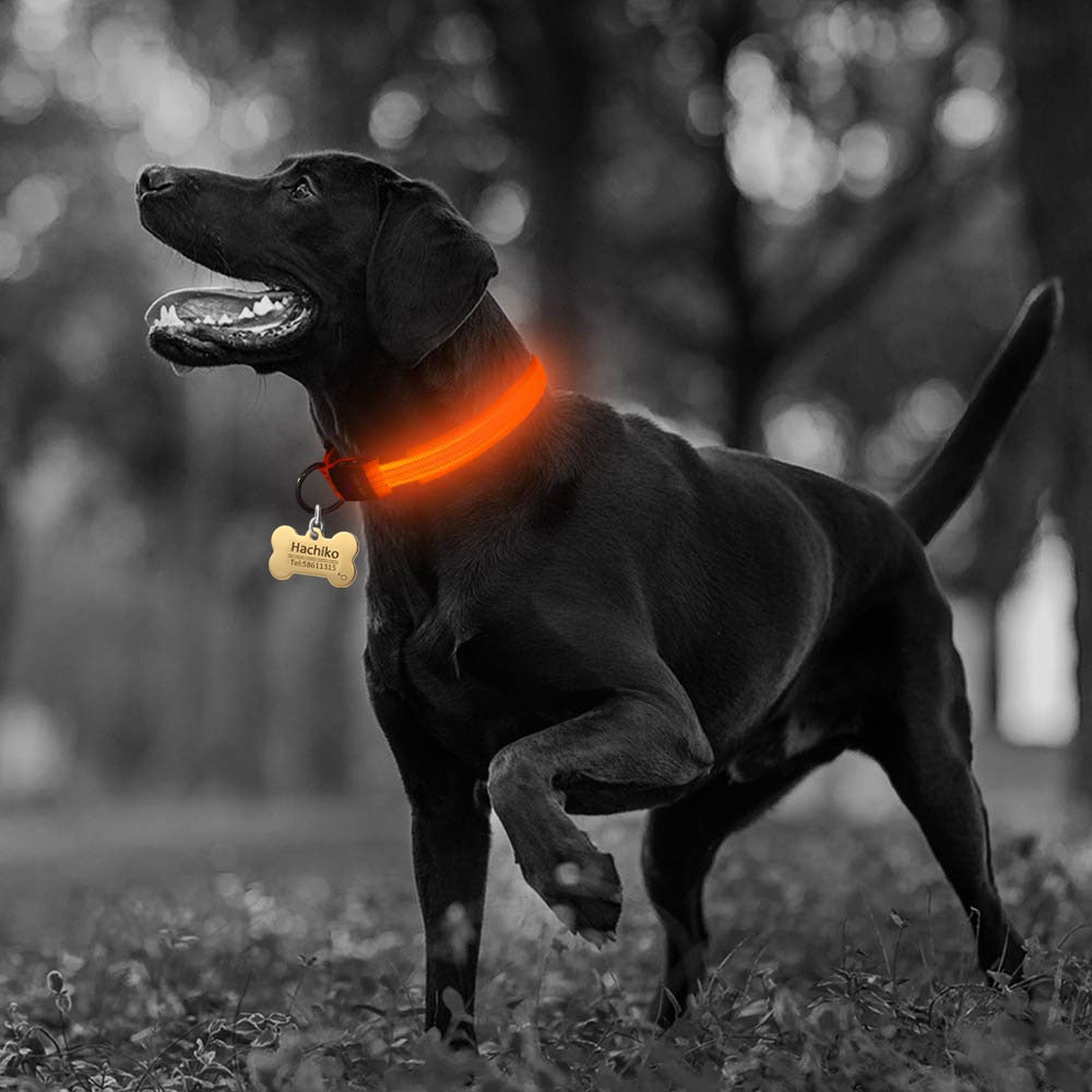 2 PCS Set Nylon LED Dog Collar| FREE SHIPPING -UNITED STATES |