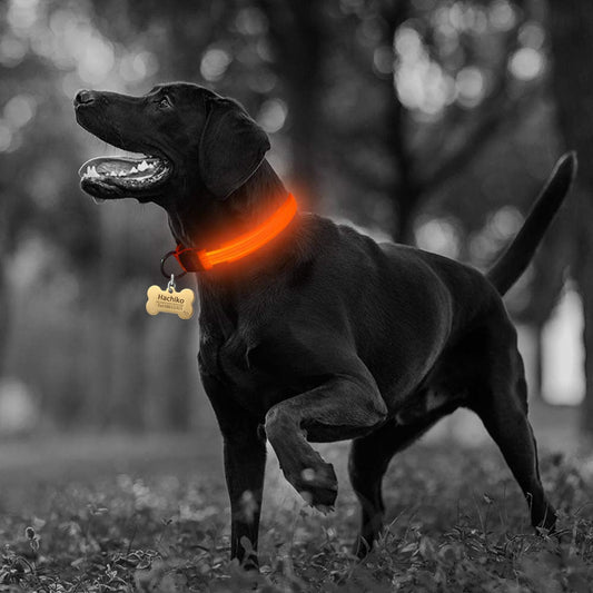 2 PCS Set Nylon LED Dog Collar| FREE SHIPPING -UNITED STATES |